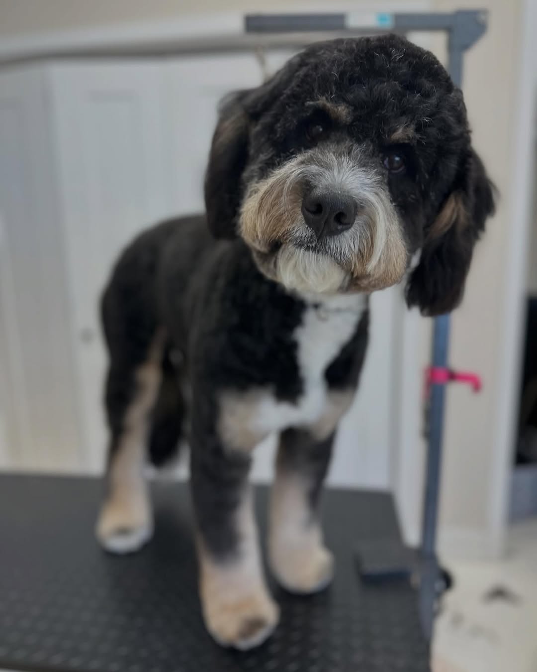 Bernedoodle with fresh groom and fluffy ears