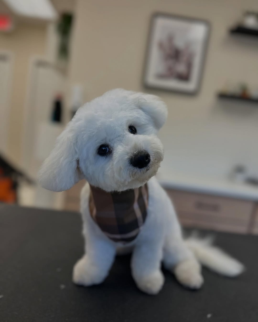 Bichon Frise with plaid harness after round-head styling