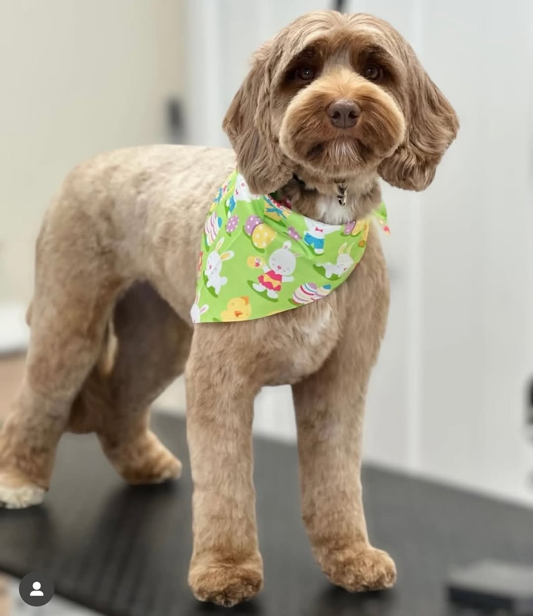 Cockapoo with Easter bandana after fresh groom