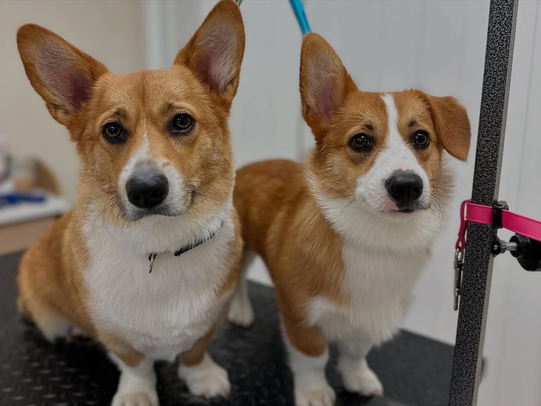 Two Corgis posing together after grooming session