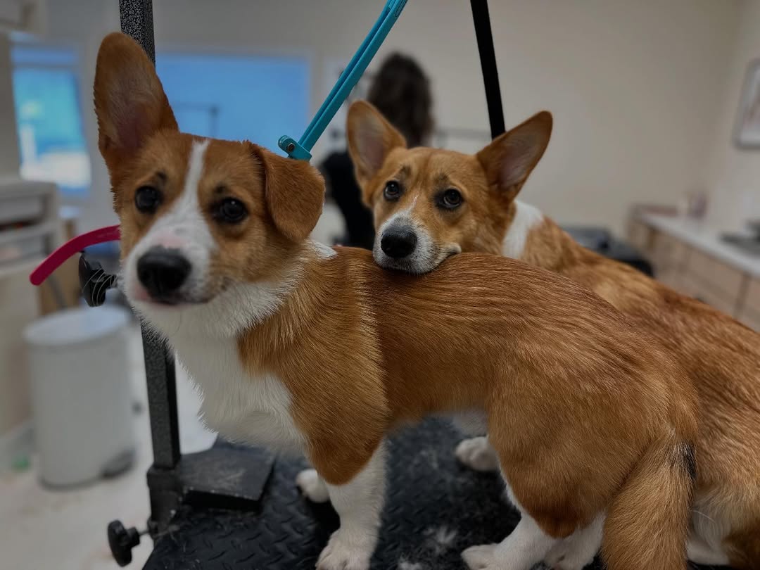Two Corgis on the grooming table after deshed