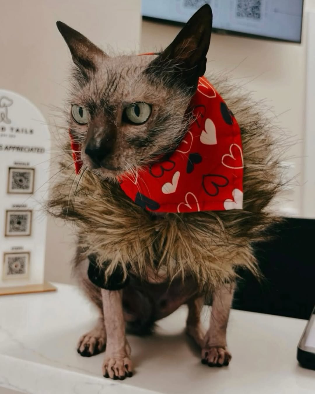 Devon Rex cat with red heart bandana at Tailored Tails