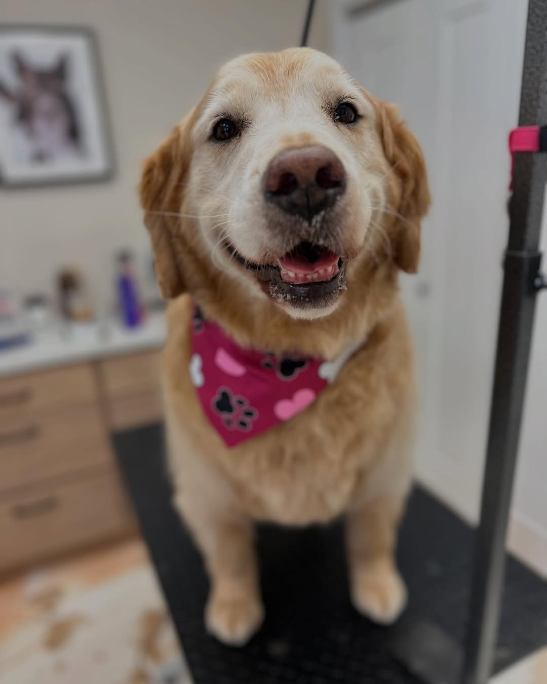 Golden Retriever with pink Valentine's Day bandana