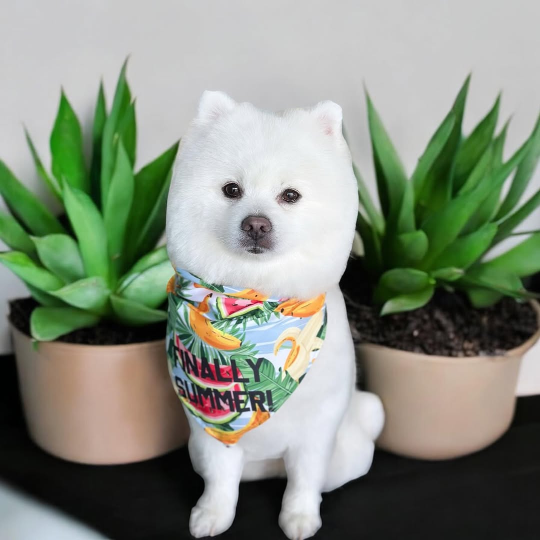 Pomeranian with tropical summer bandana and succulents