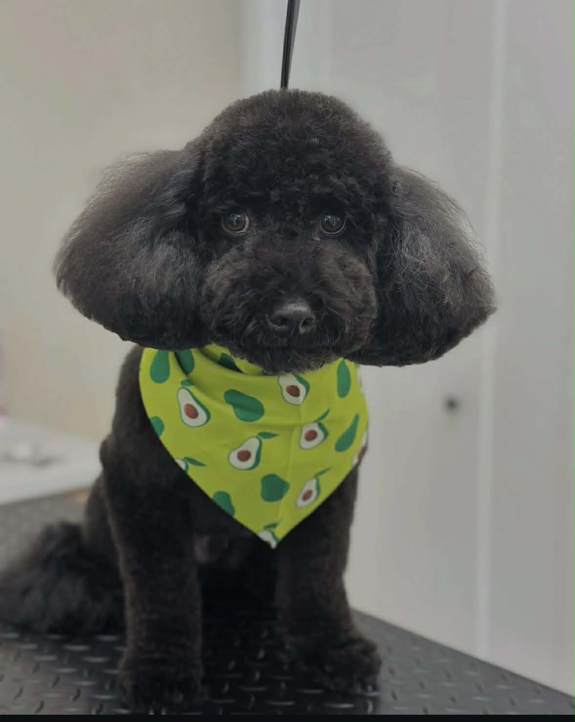 Black poodle with avocado print bandana