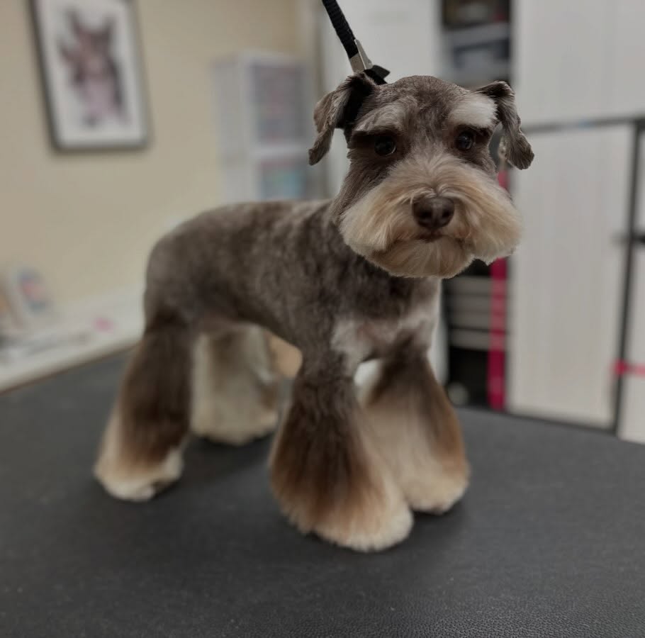 Miniature Schnauzer with classic breed cut