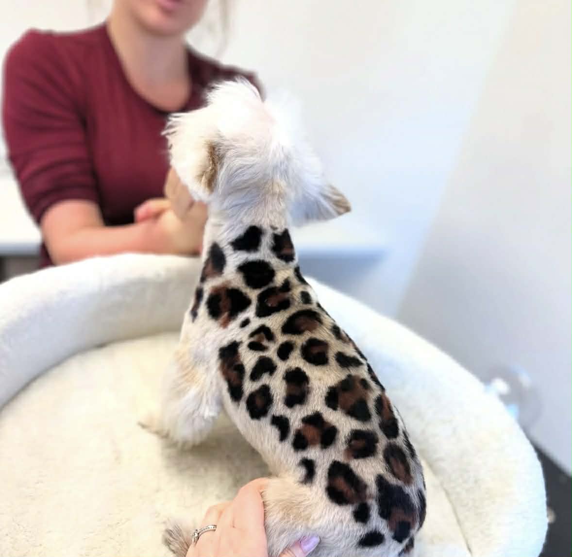 Dog with creative leopard print grooming design