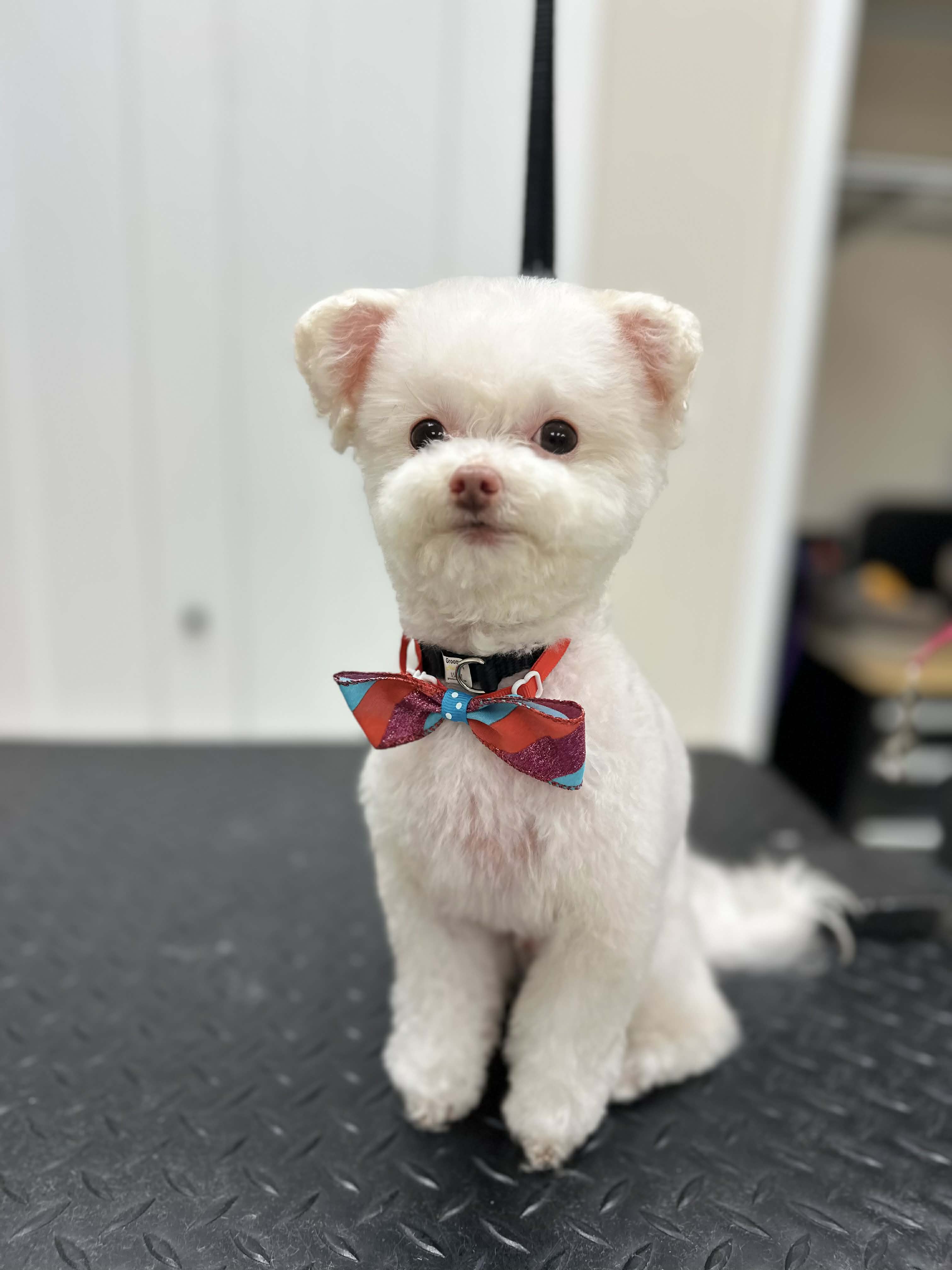 Maltese with bow tie after luxury grooming