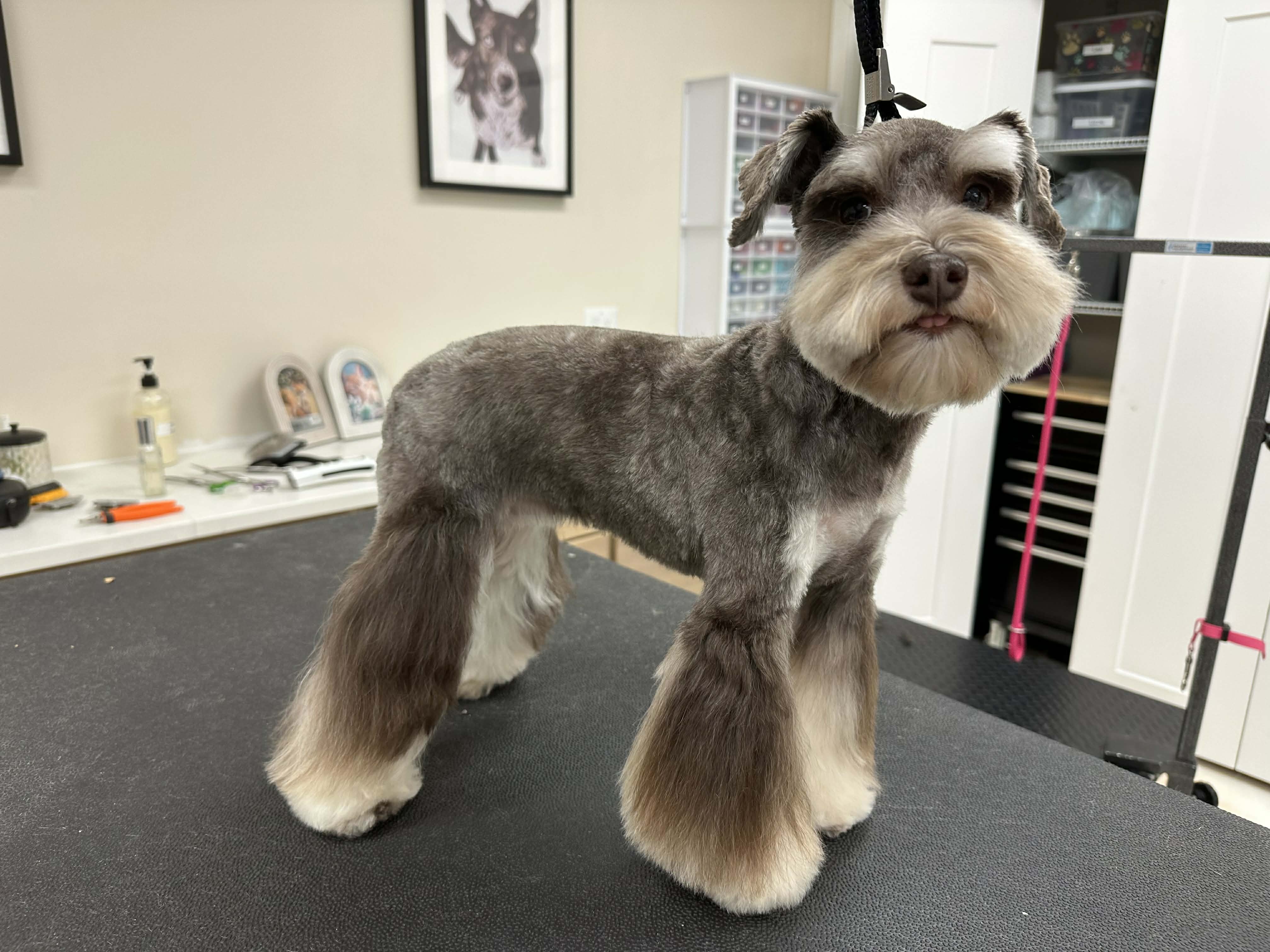 Schnauzer with fresh breed-specific groom